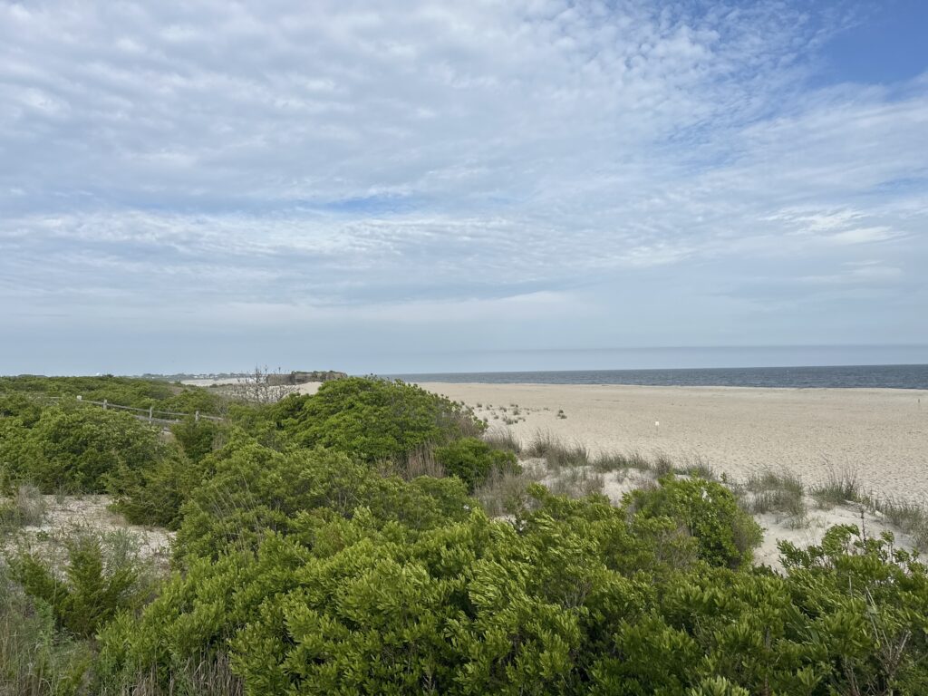 a beach with trees and bushes (MyCoast AI)