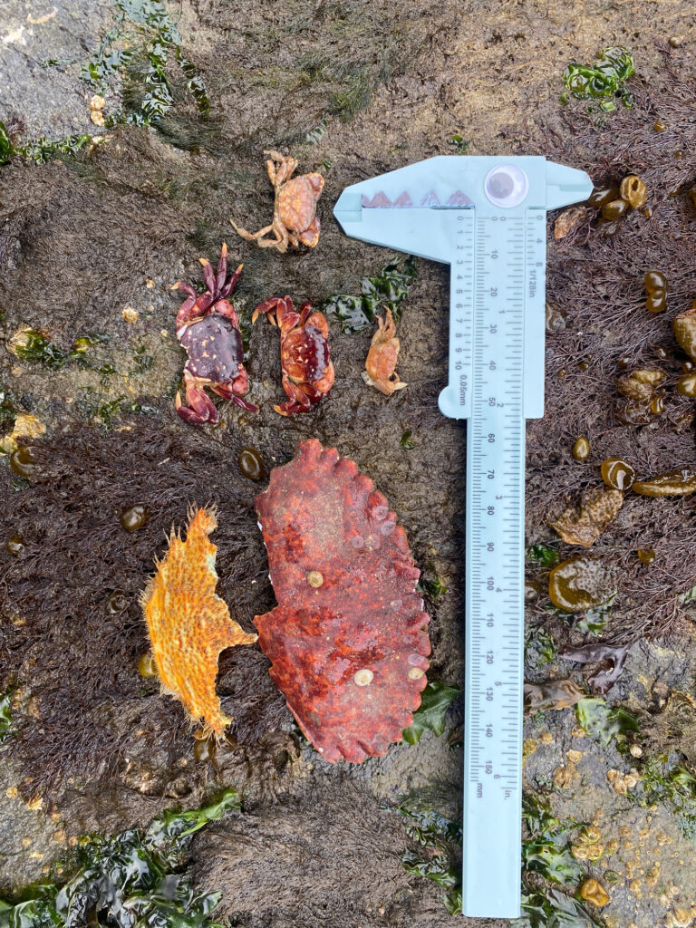 a knife on the ground (MyCoast AI)