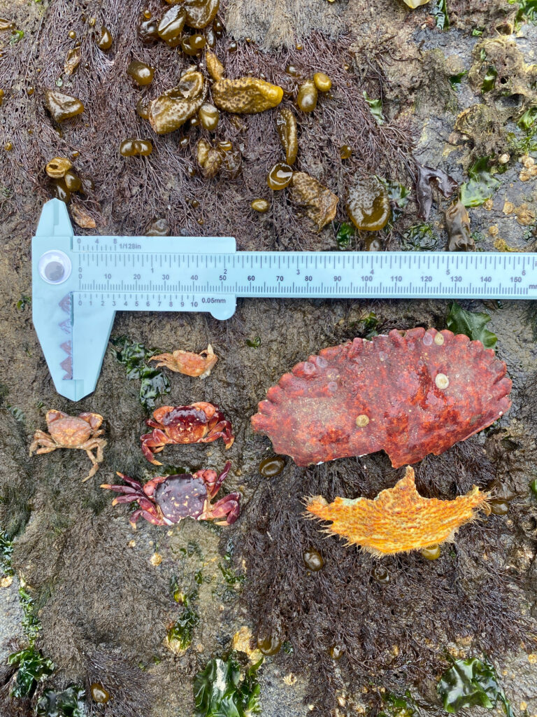 a group of sea shells on the ground (MyCoast AI)