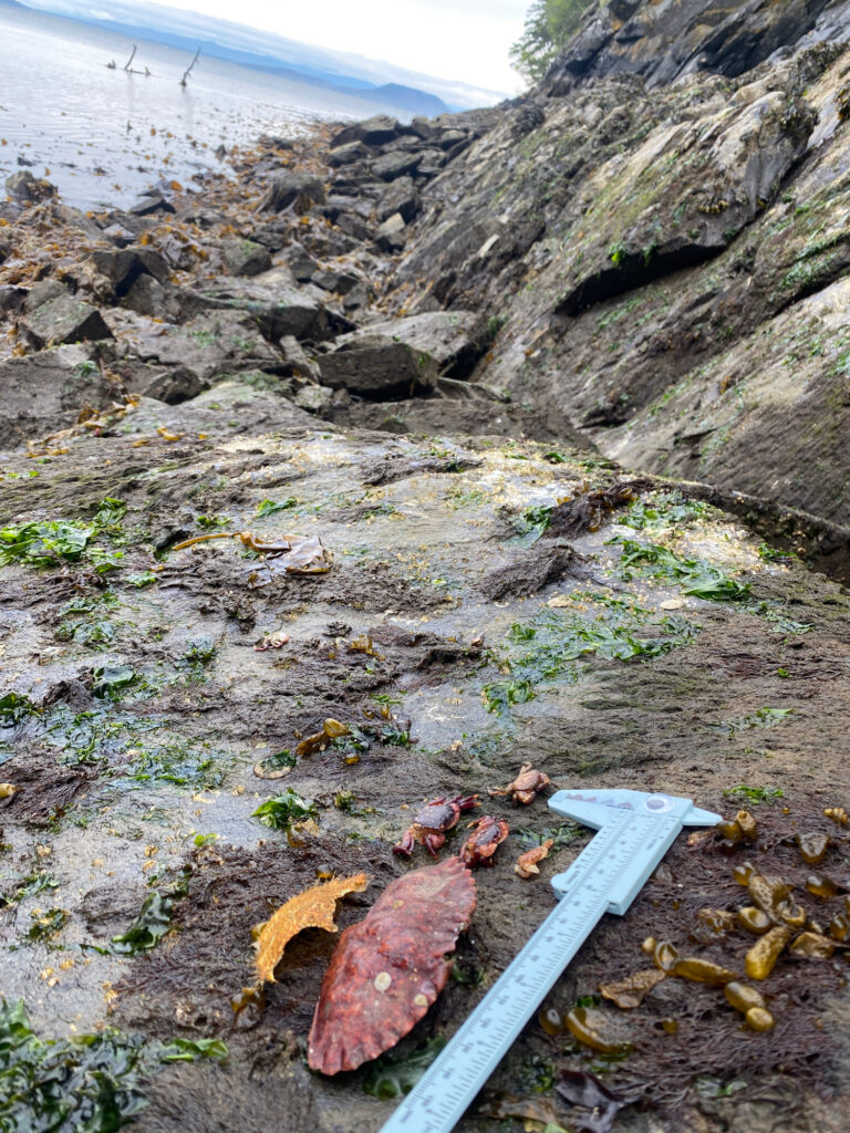 a knife on the ground (MyCoast AI)