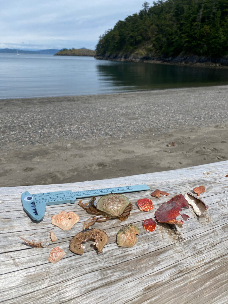 a knife and a group of seashells on a beach (MyCoast AI)