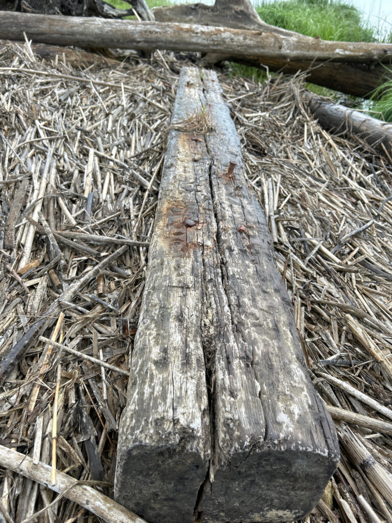 a tree trunk with a cut out of it (MyCoast AI)