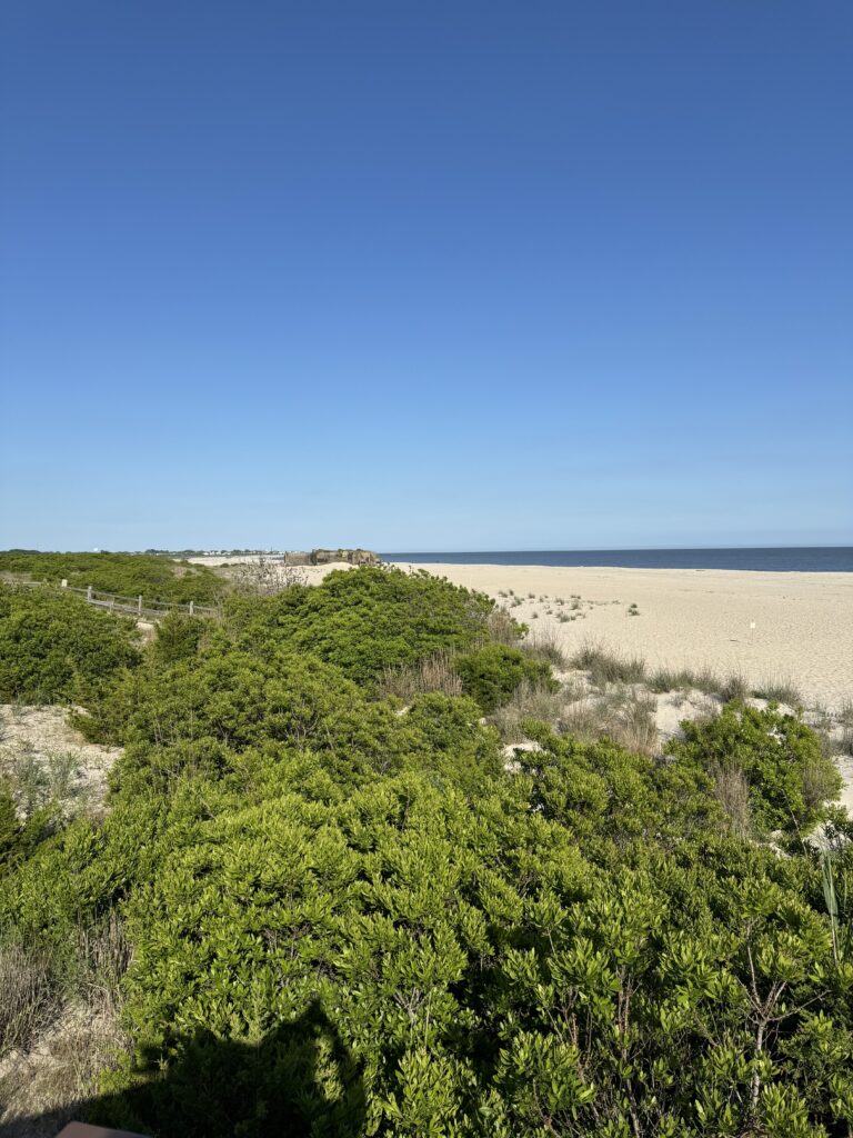 a beach with trees and bushes (MyCoast AI)