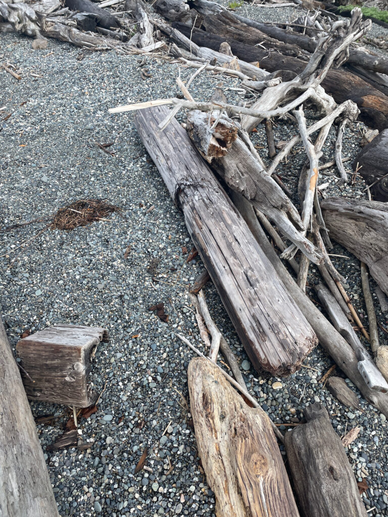 a pile of cut down trees (MyCoast AI)