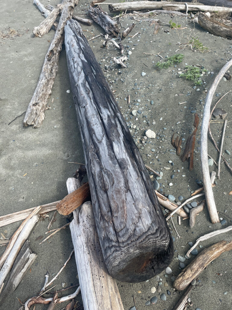 a tree stump in the dirt (MyCoast AI)