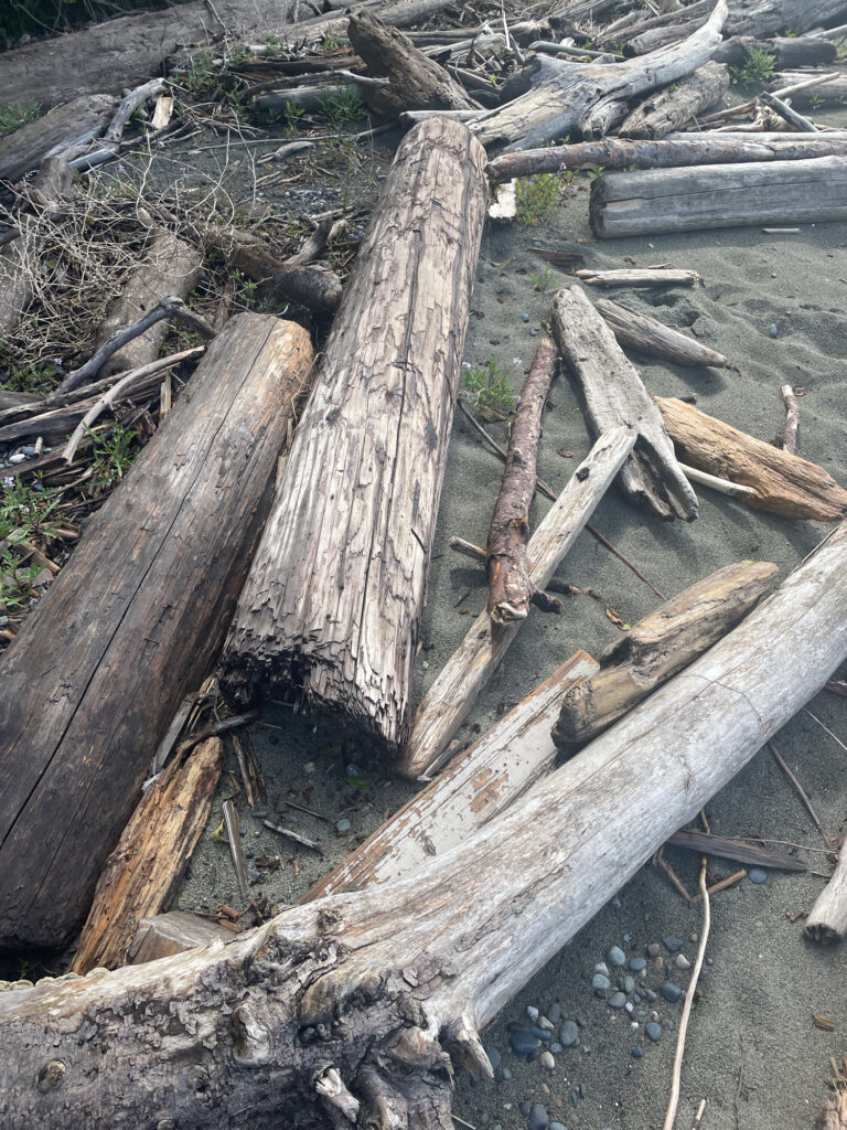 a pile of cut down trees (MyCoast AI)
