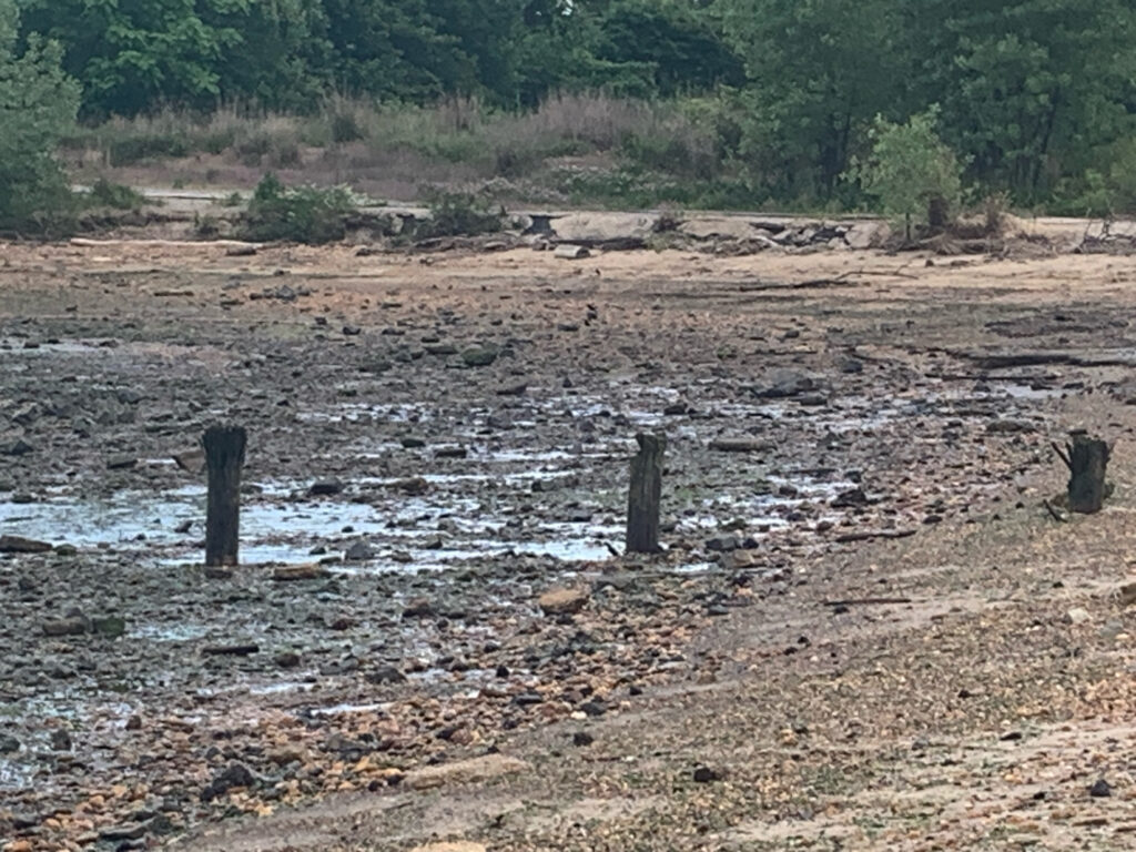 a muddy area with trees in the background (MyCoast AI)
