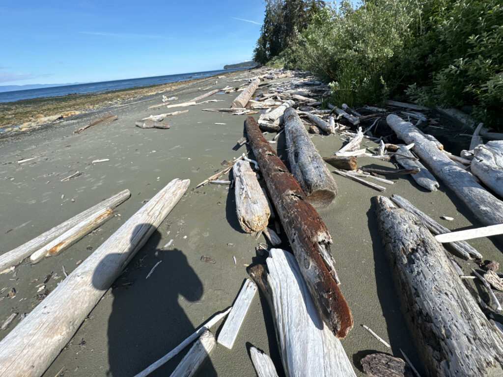 a group of logs on a beach (MyCoast AI)