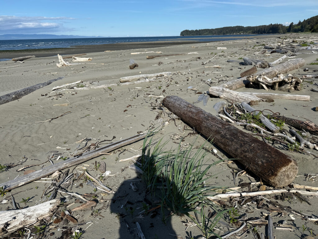 a log on a beach (MyCoast AI)