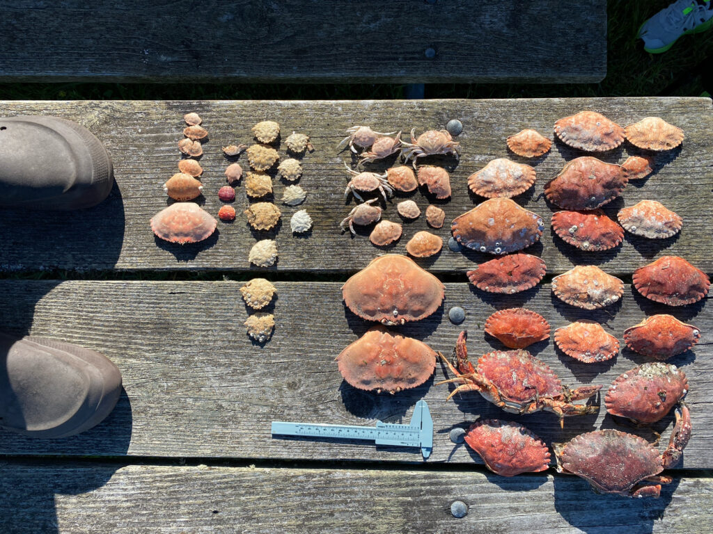 a group of rocks on a wood surface (MyCoast AI)