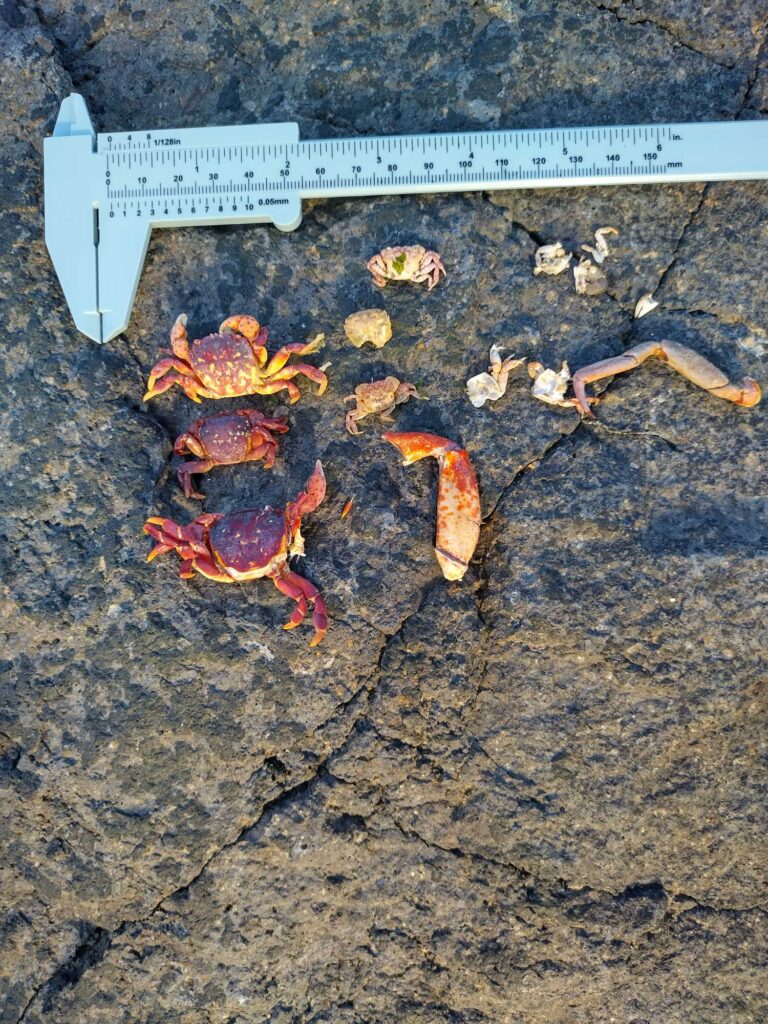 a group of red crabs (MyCoast AI)