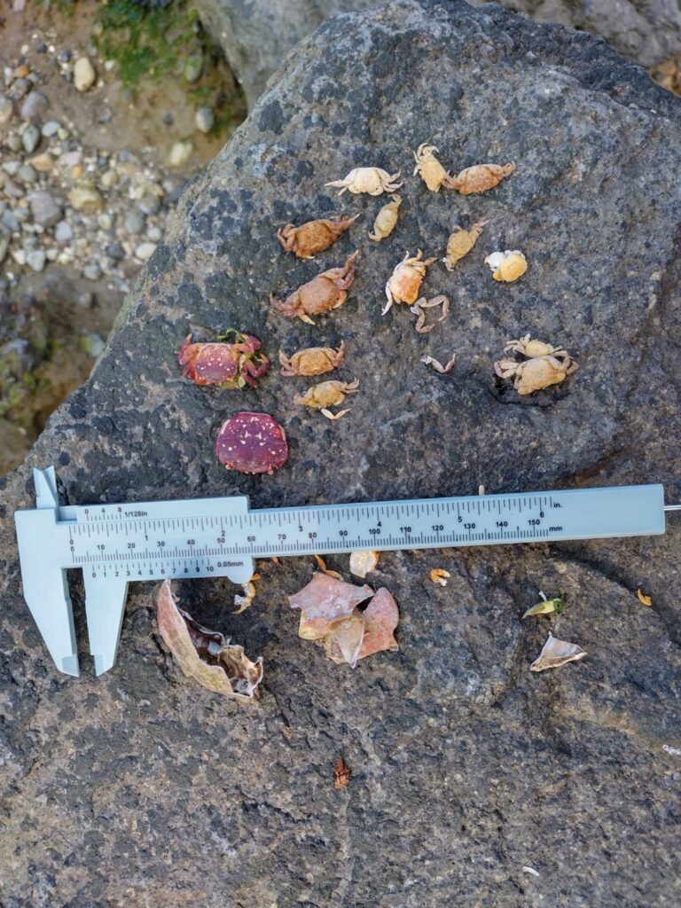 a sign on the ground (MyCoast AI)