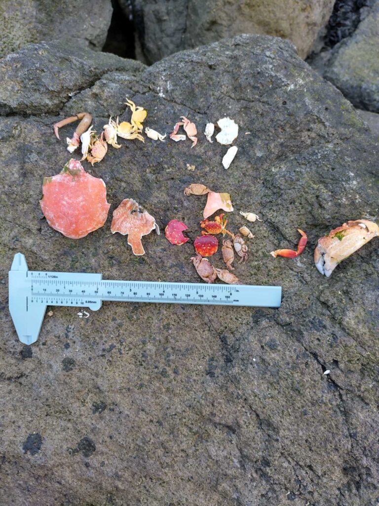 a group of red and white objects on a rock (MyCoast AI)