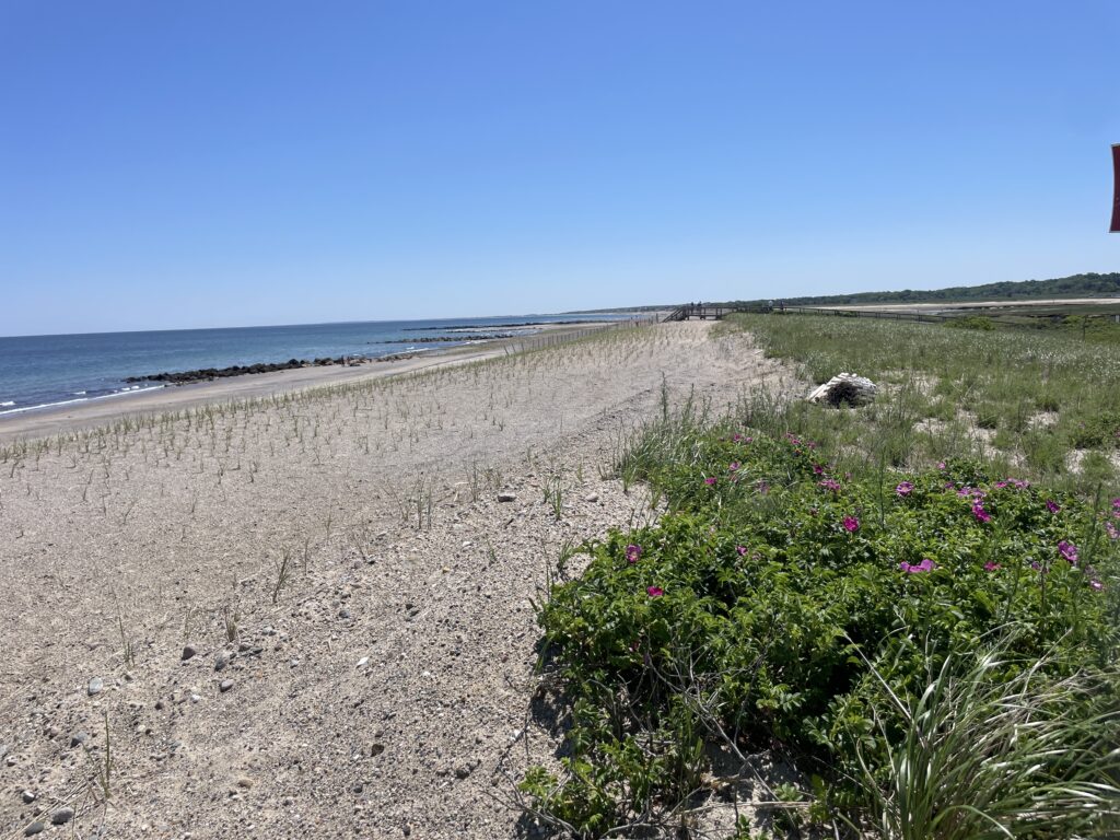 a beach with flowers and grass (MyCoast AI)