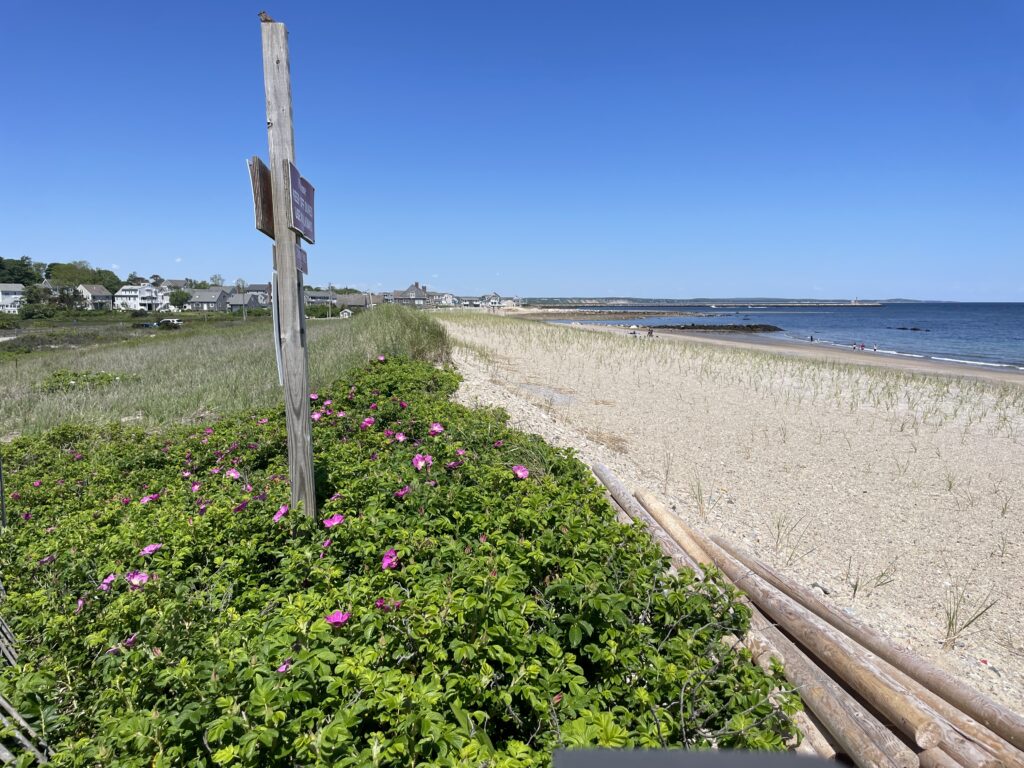 a road next to a beach (MyCoast AI)