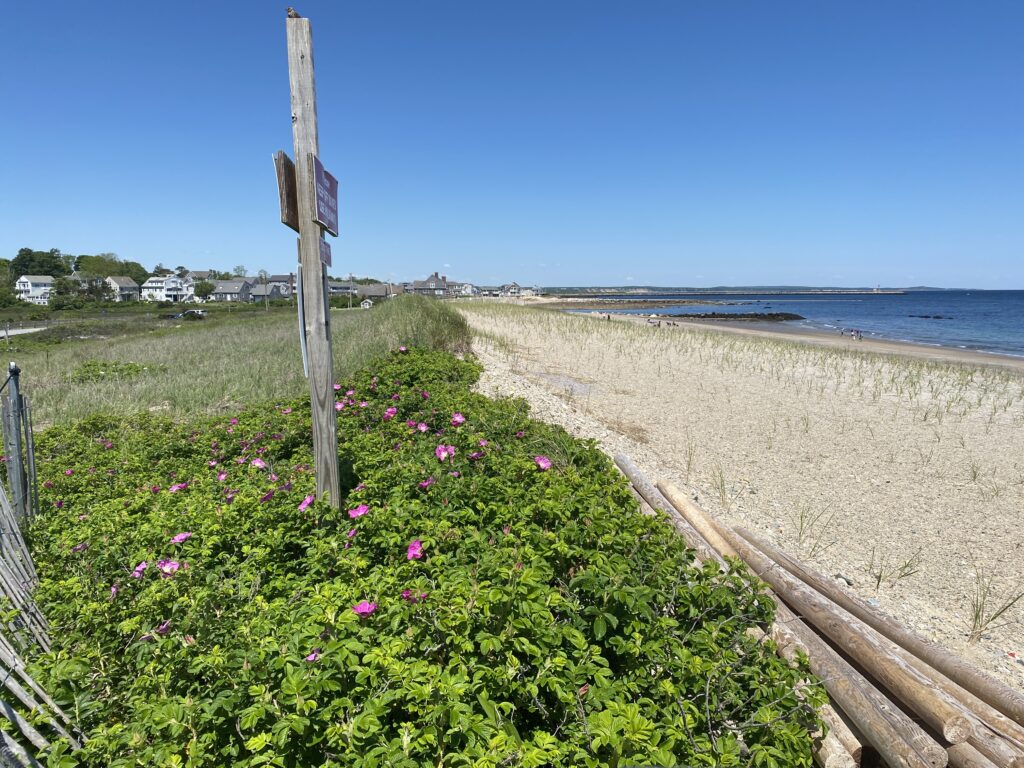a road next to a beach (MyCoast AI)