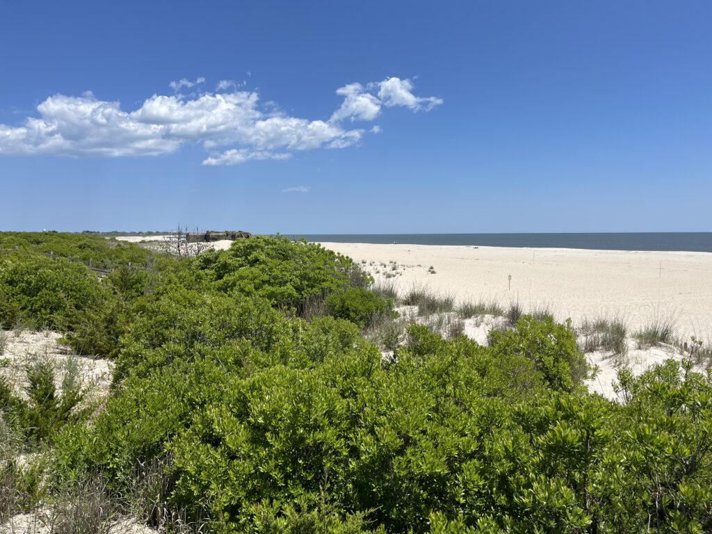 a beach with trees and bushes (MyCoast AI)