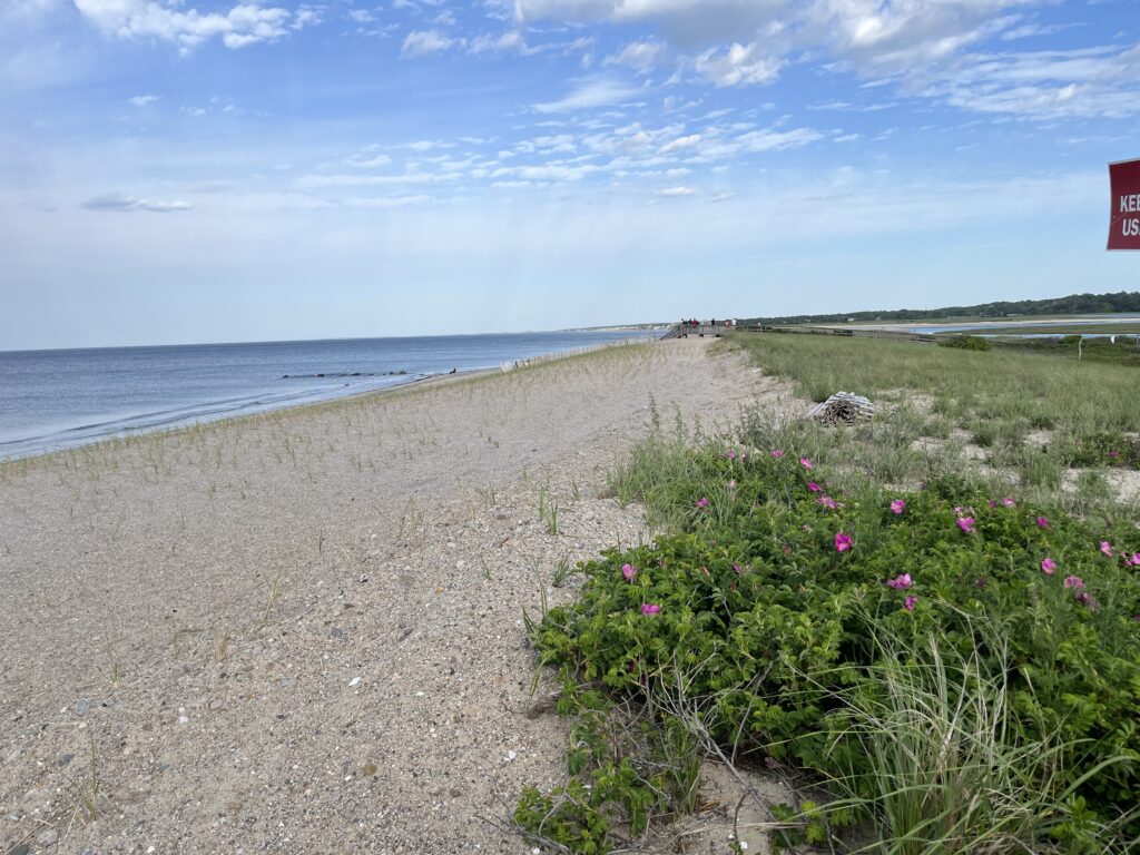 a beach with flowers and grass (MyCoast AI)
