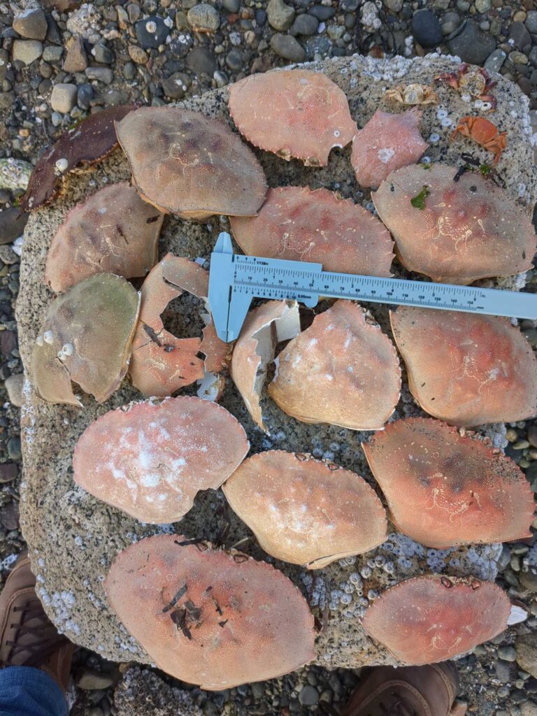 a group of rocks (MyCoast AI)
