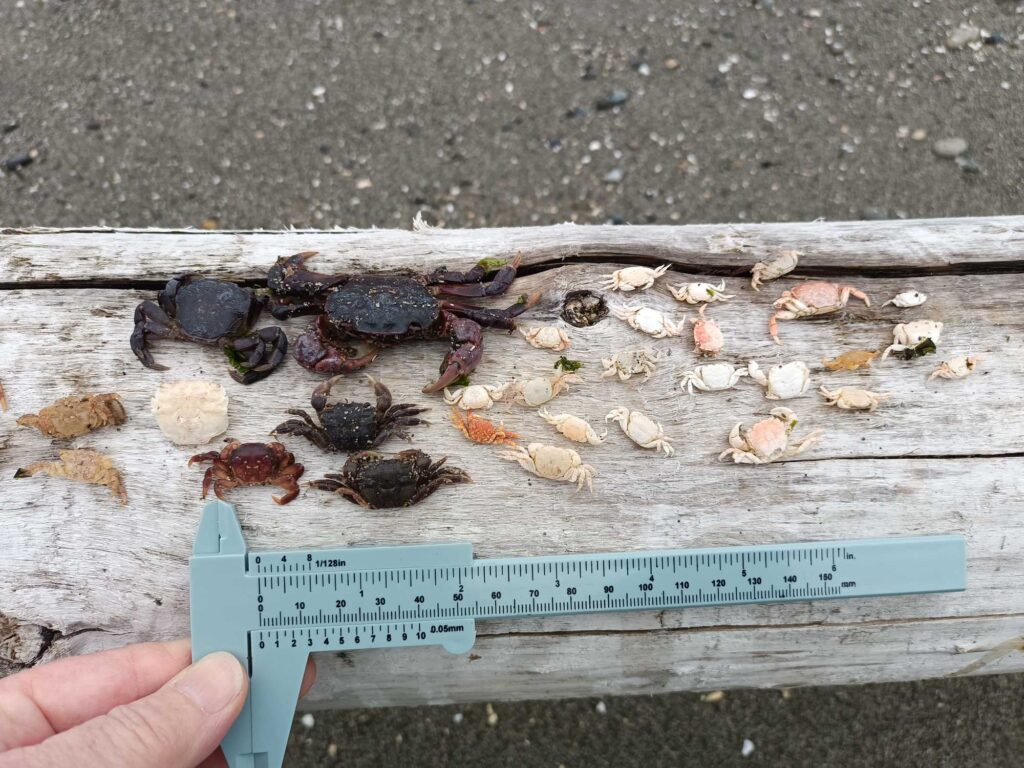 a hand holding a small group of turtles on a wooden surface (MyCoast AI)
