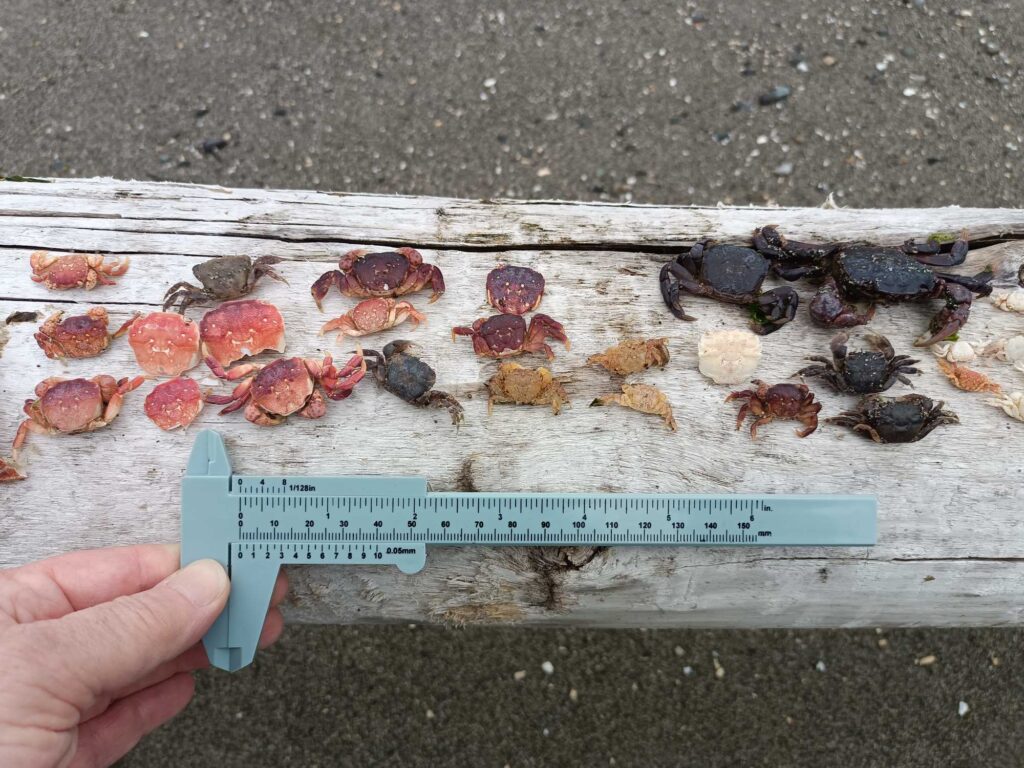 a hand holding a sign with a picture of a group of sea animals (MyCoast AI)