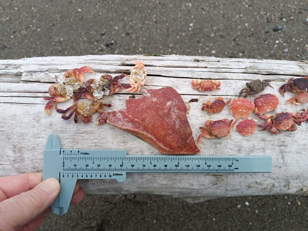 a hand holding a rectangular piece of meat with a blue label (MyCoast AI)