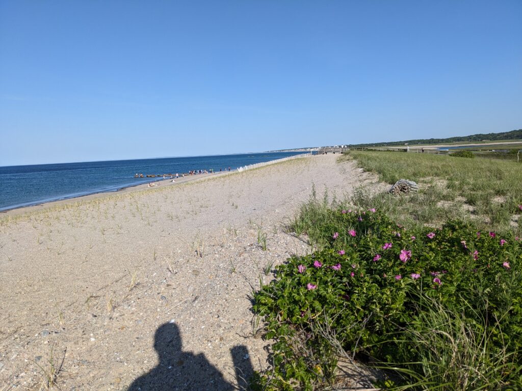 a beach with flowers and grass (MyCoast AI)