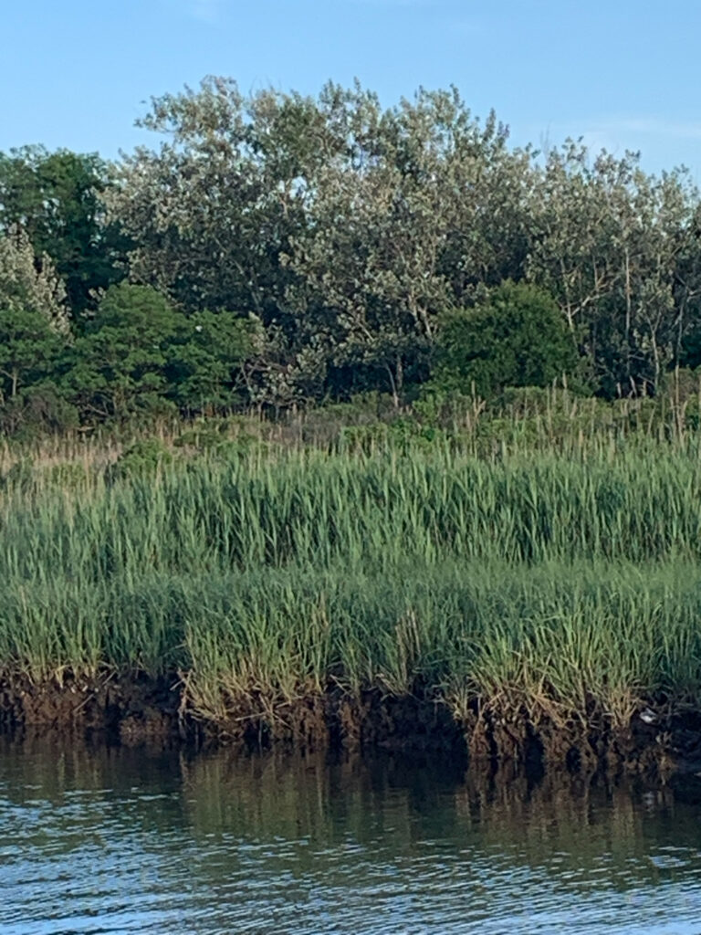a body of water with grass and trees around it (MyCoast AI)