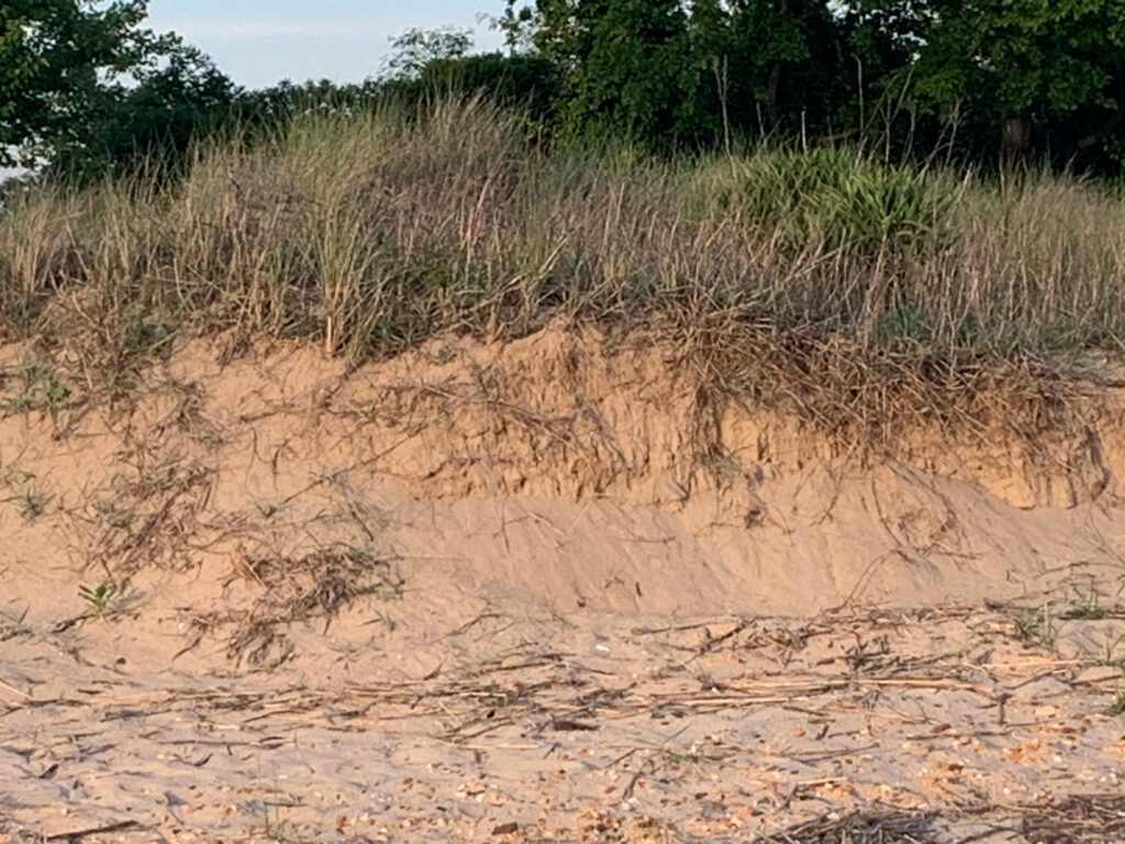 a close-up of a dirt road (MyCoast AI)
