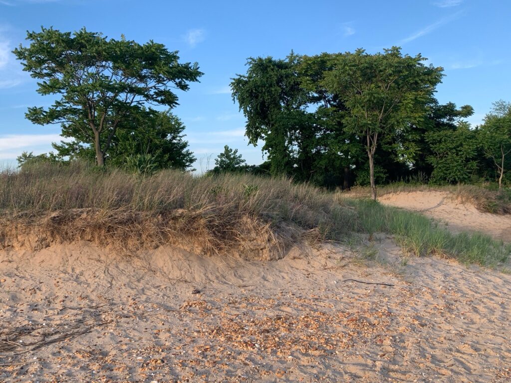 a dirt road with trees on the side (MyCoast AI)