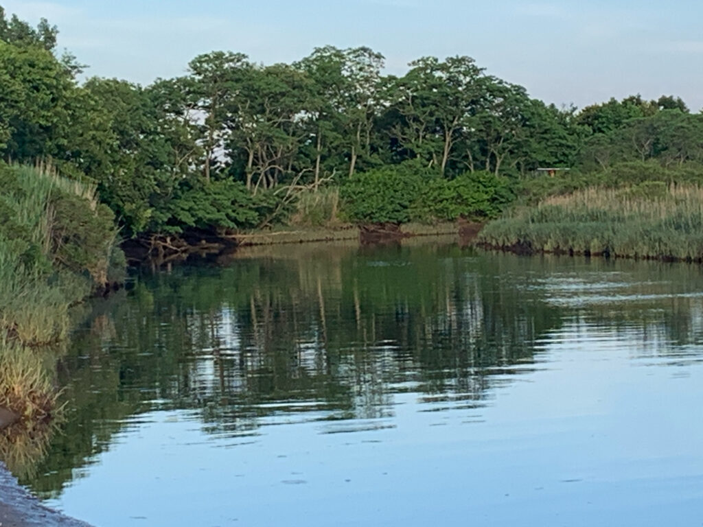 a body of water with trees around it (MyCoast AI)