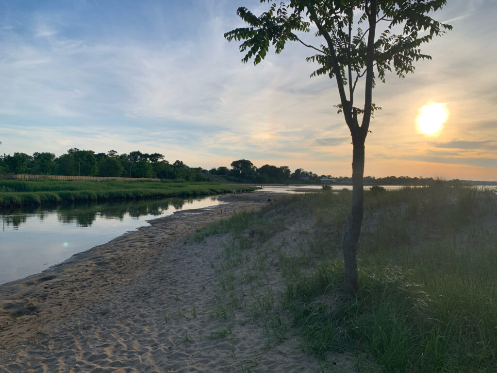 a river with a tree and grass (MyCoast AI)