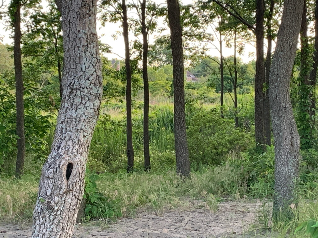a dirt path through a forest (MyCoast AI)