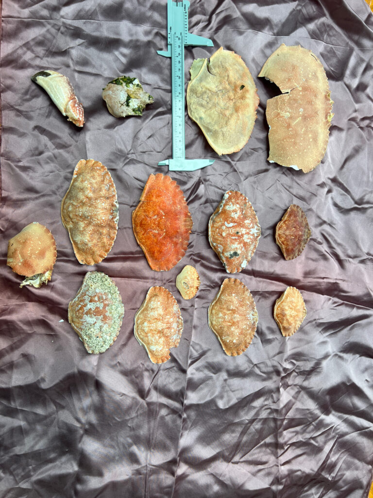 a group of objects on a fabric surface (MyCoast AI)