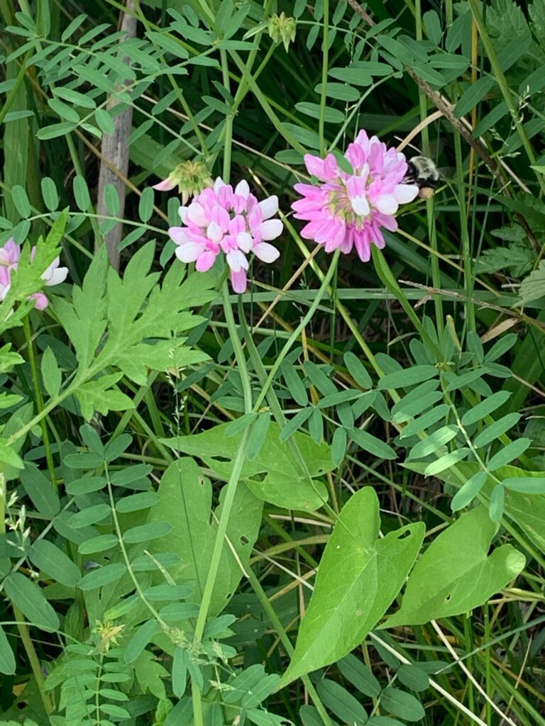 a bee on a flower (MyCoast AI)