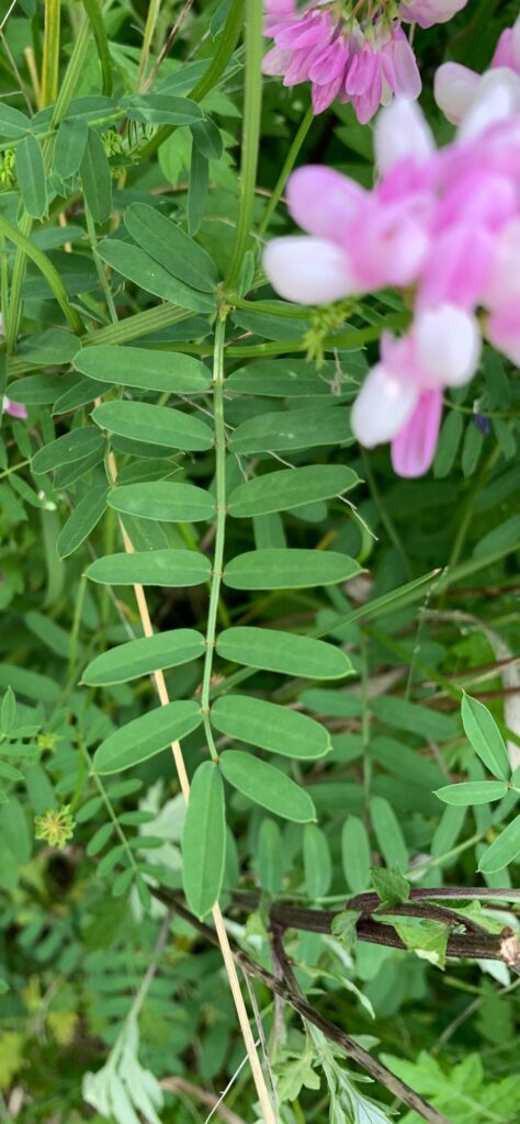 a close-up of some flowers (MyCoast AI)