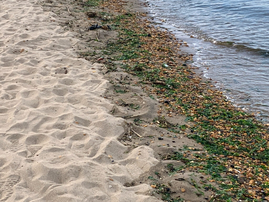 a sandy beach with grass and water (MyCoast AI)