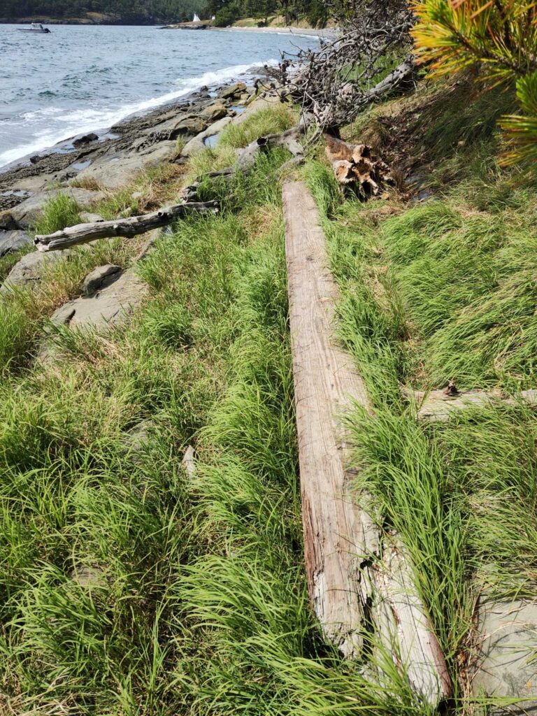 a path next to a beach (MyCoast AI)