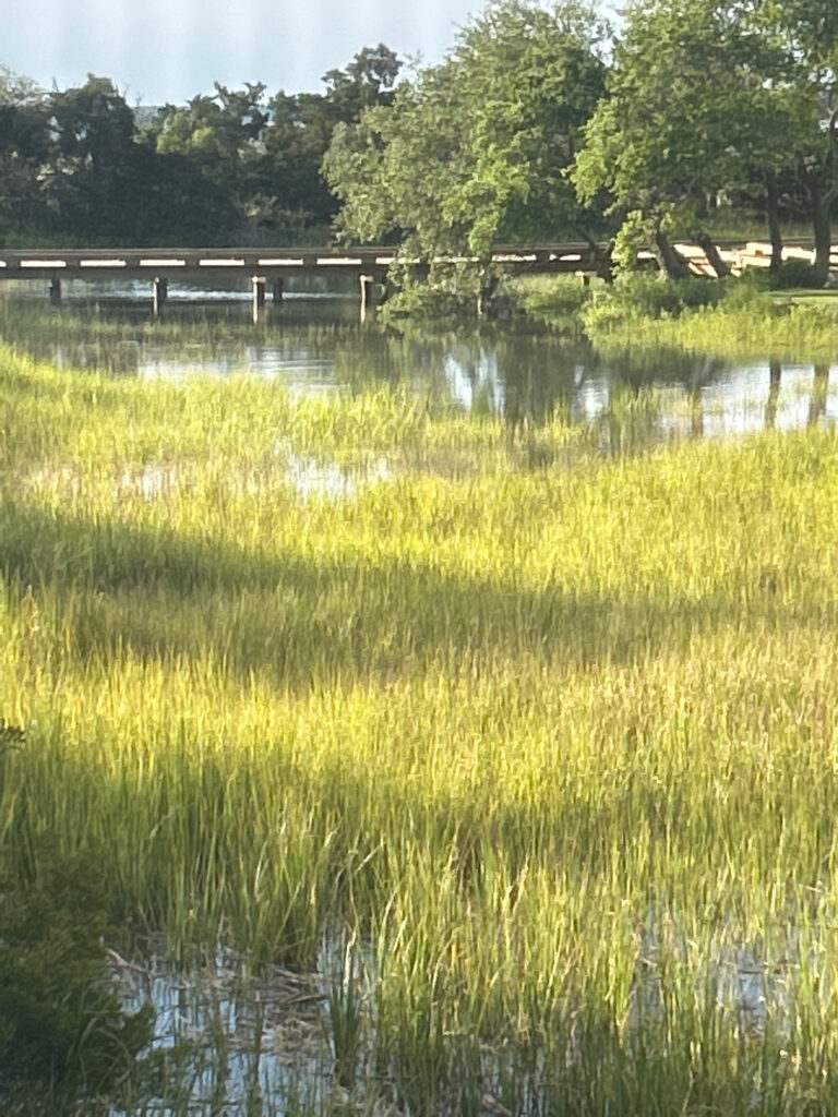 a pond with grass and trees (MyCoast AI)