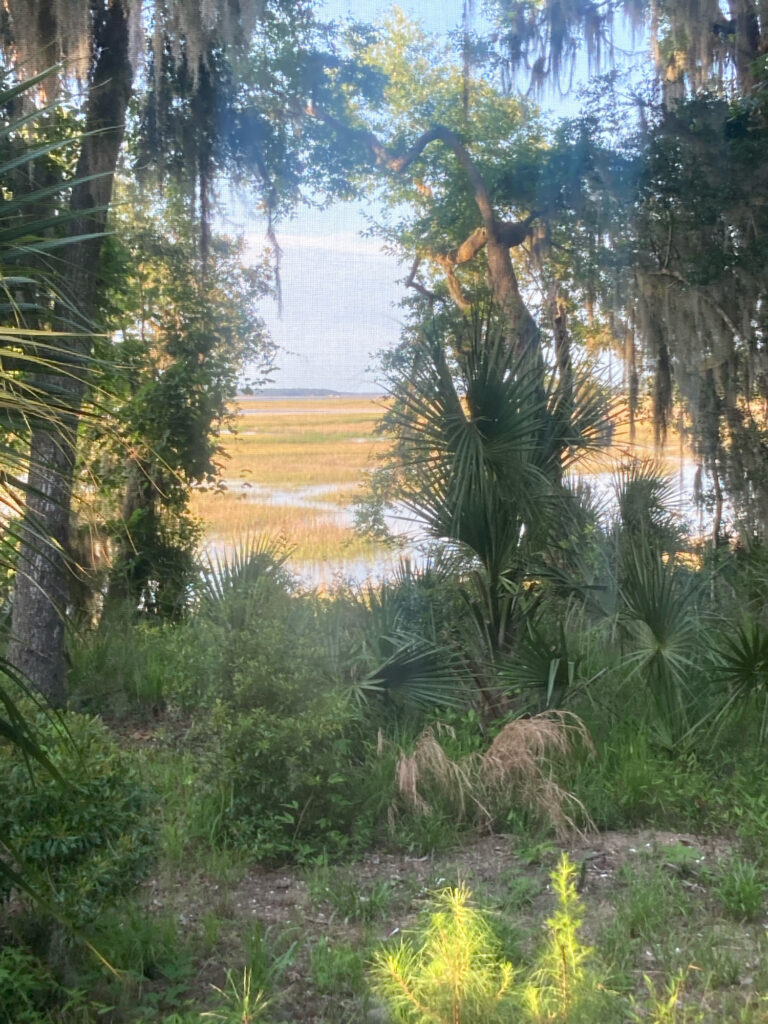 a tropical area with trees and plants (MyCoast AI)