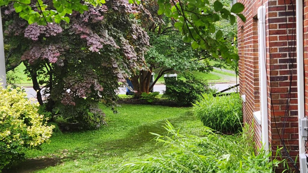 a yard with trees and bushes (MyCoast AI)