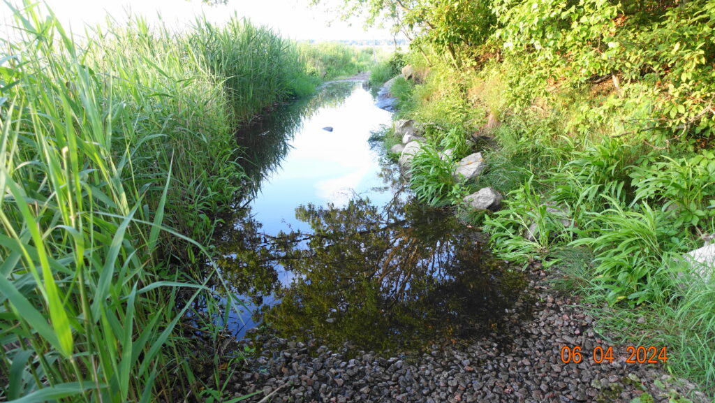 a small stream in a forest (MyCoast AI)