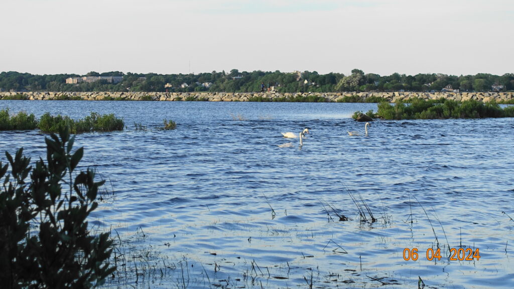 birds in the water (MyCoast AI)