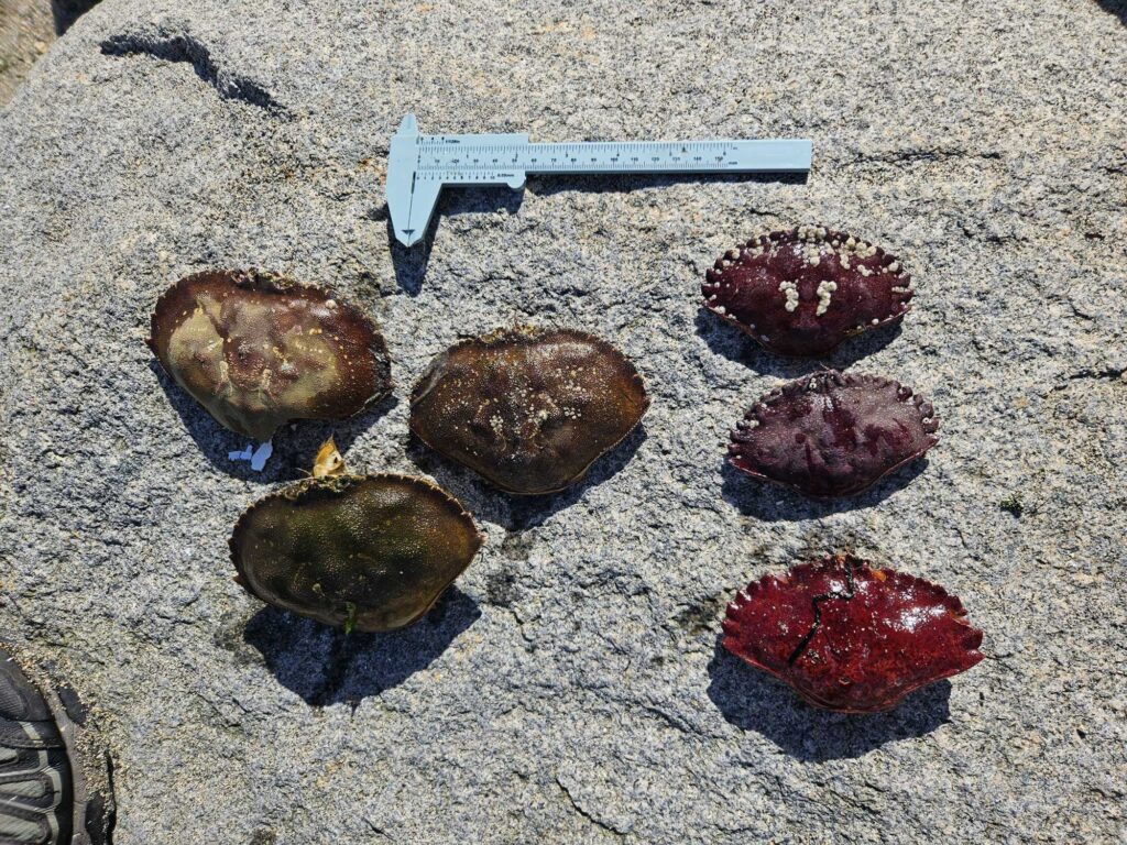 a group of rocks on a concrete surface (MyCoast AI)