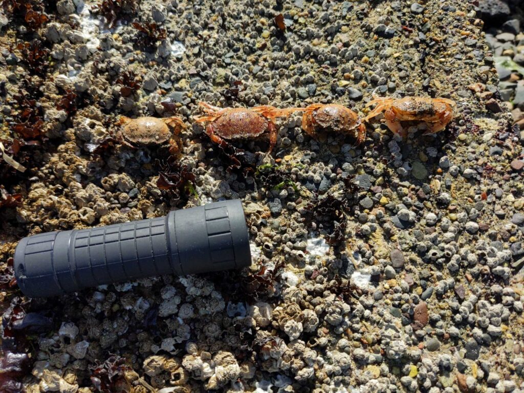 a black shoe on a rocky surface (MyCoast AI)