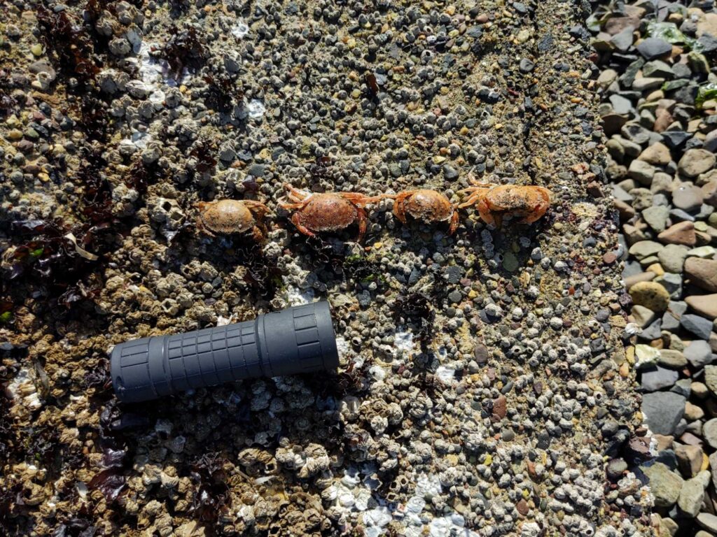 a pile of rocks (MyCoast AI)