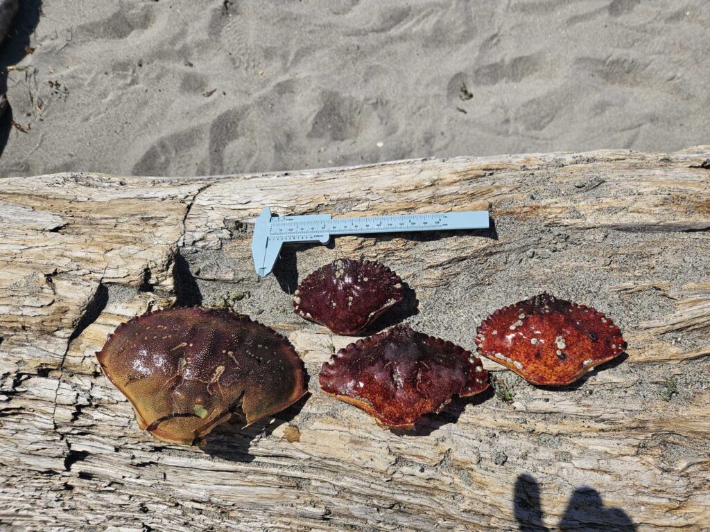 a group of meat on a wooden surface (MyCoast AI)