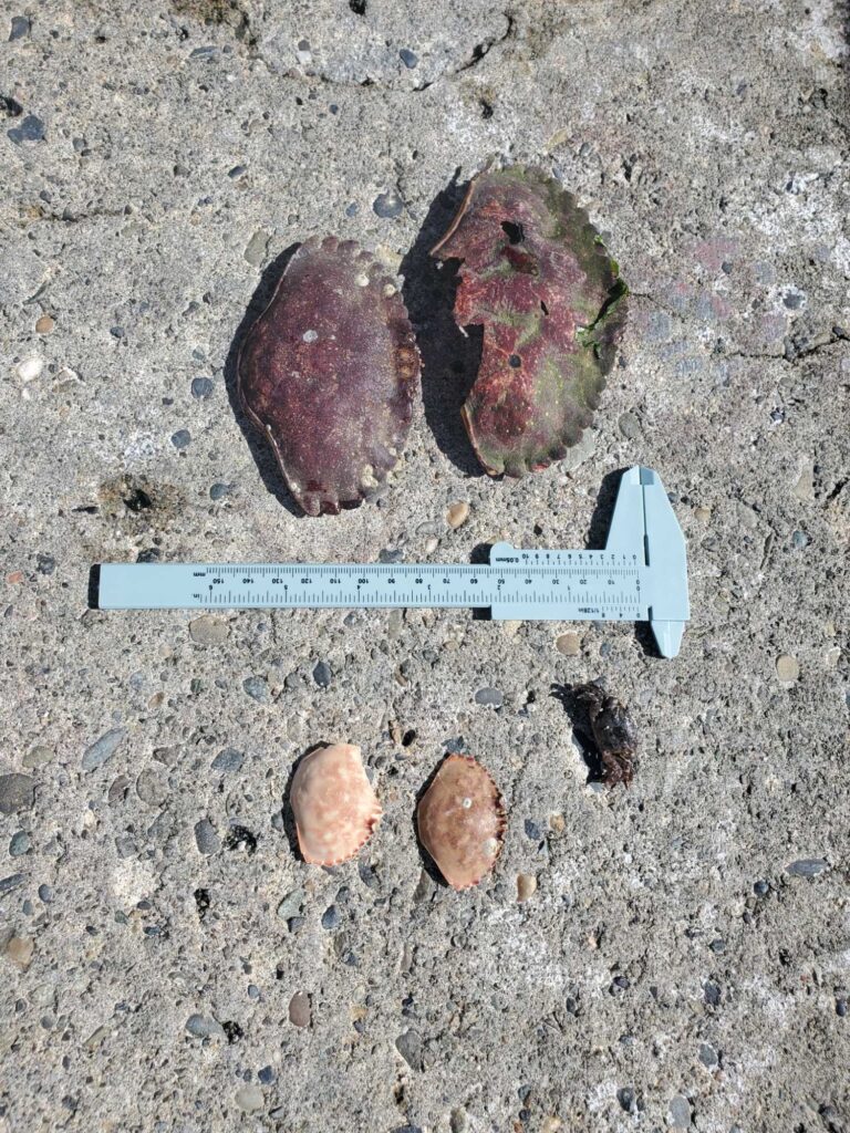 a group of rocks and a ruler (MyCoast AI)