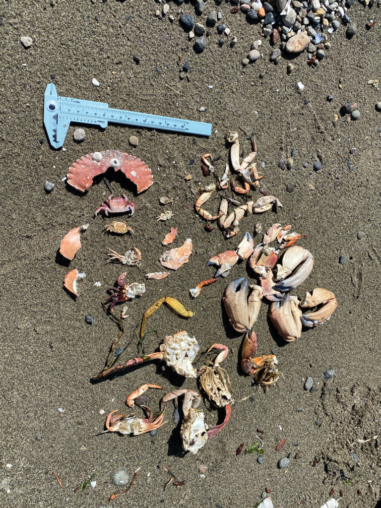 a blue shovel on the ground (MyCoast AI)