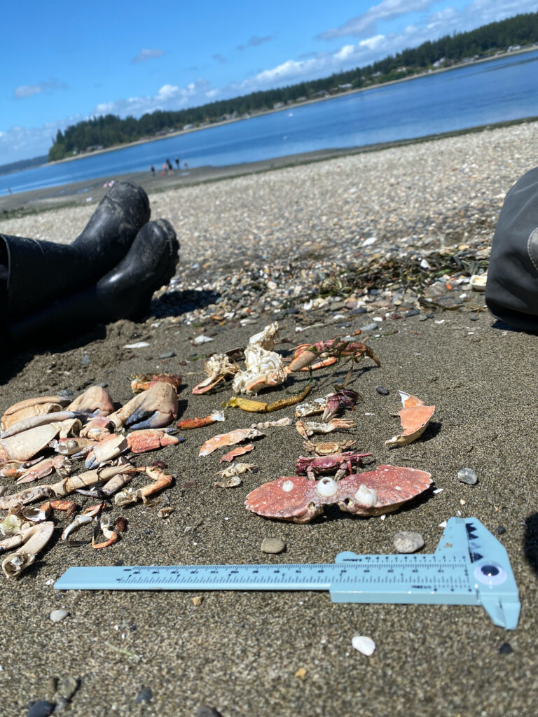 a person's feet on a beach with a pile of crab shells (MyCoast AI)